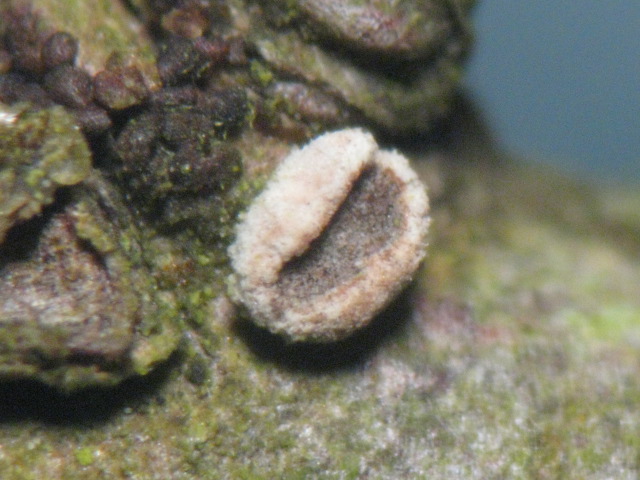 macrostoma