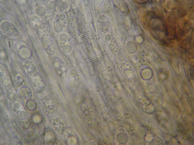 macrostoma