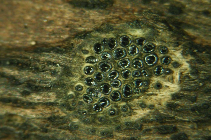macrostoma