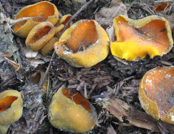 macrostoma
