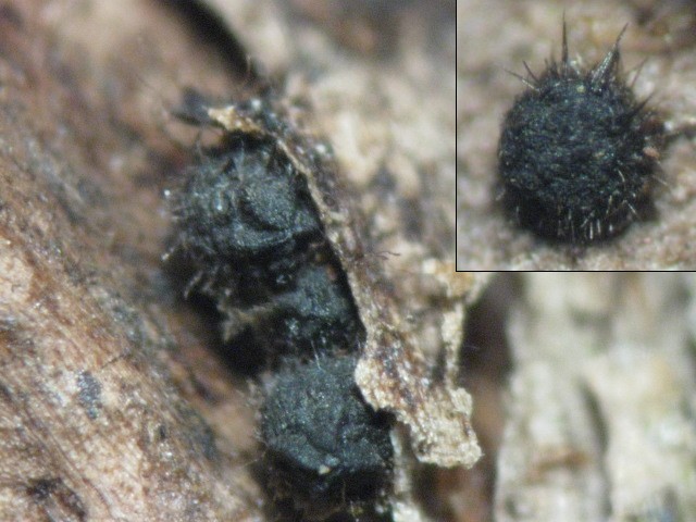 macrostoma