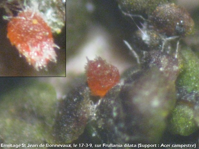 macrostoma