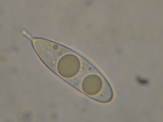 macrostoma