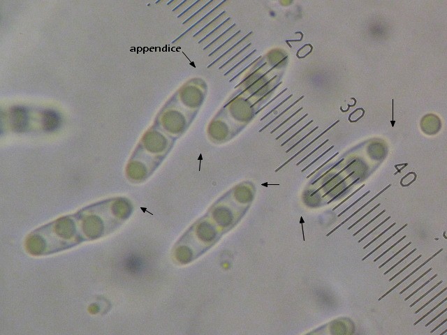 macrostoma