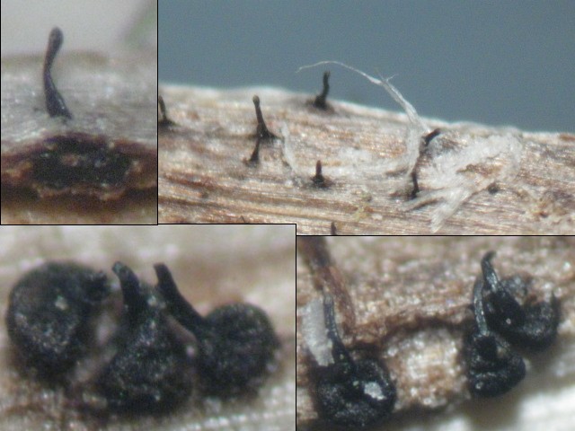 macrostoma