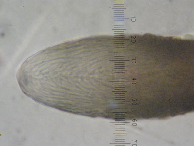 macrostoma