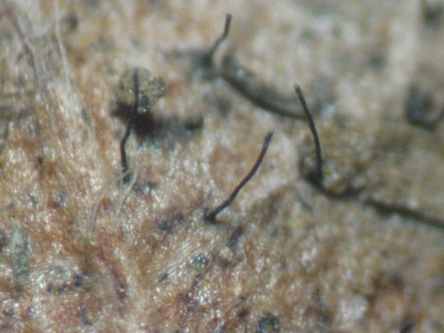 macrostoma