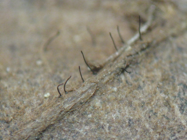 macrostoma