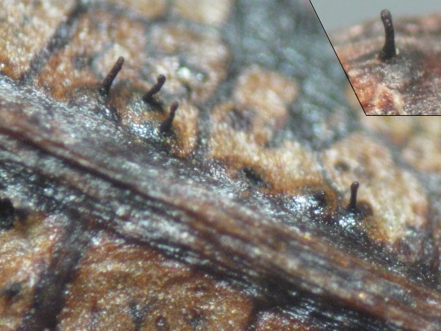 macrostoma