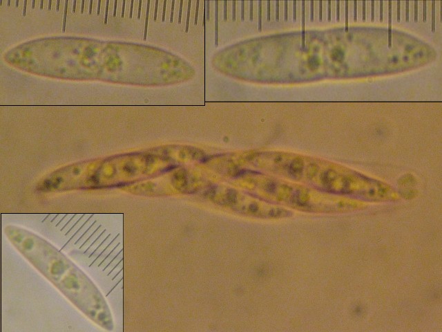 macrostoma