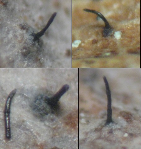 macrostoma