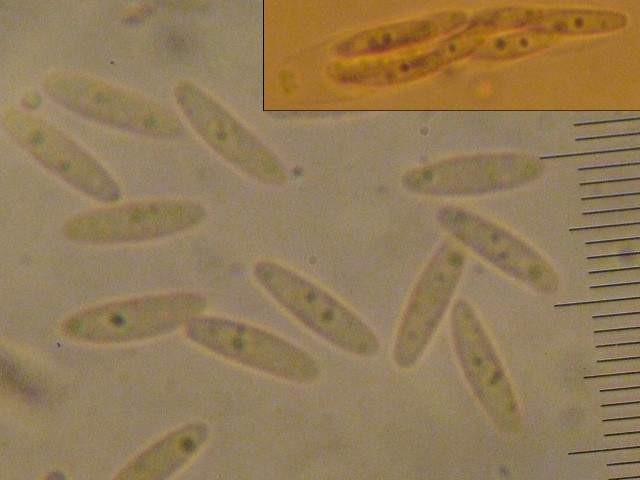 macrostoma