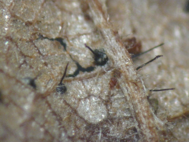 macrostoma