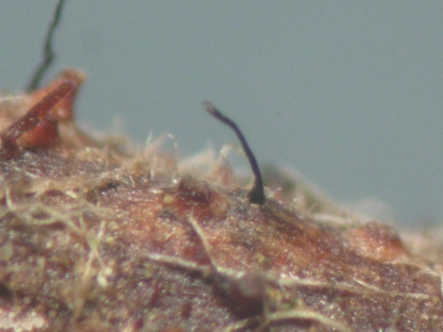 macrostoma