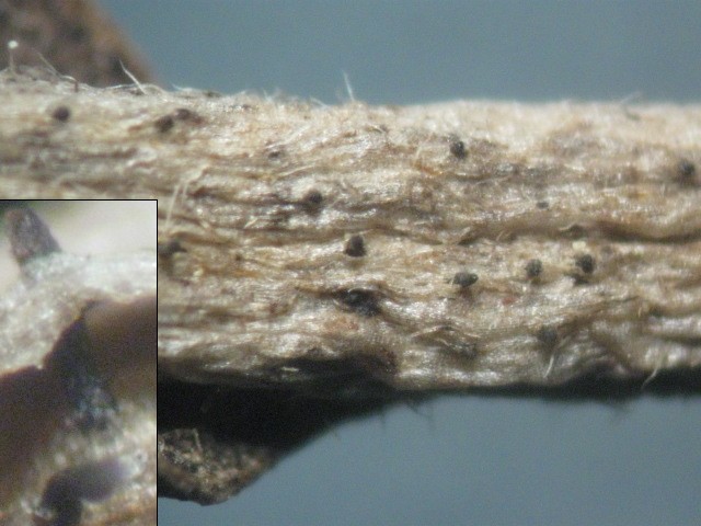 macrostoma