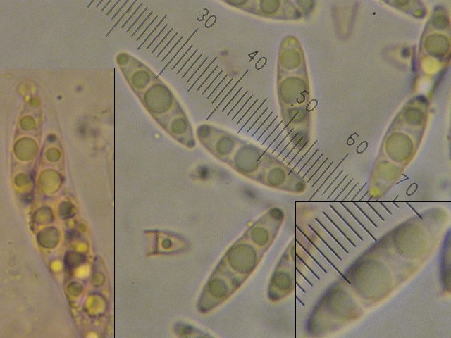 macrostoma
