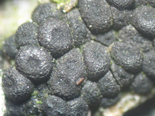 macrostoma