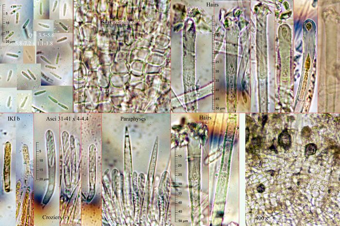 macrostoma