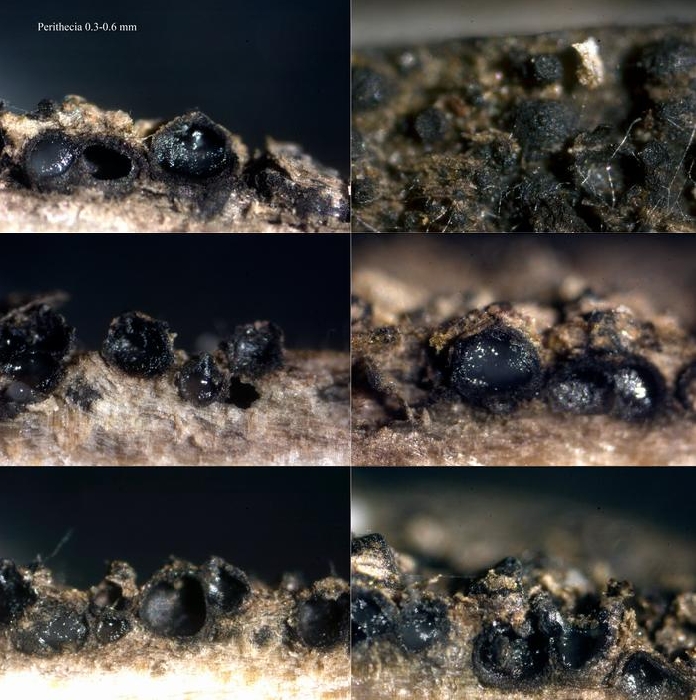macrostoma