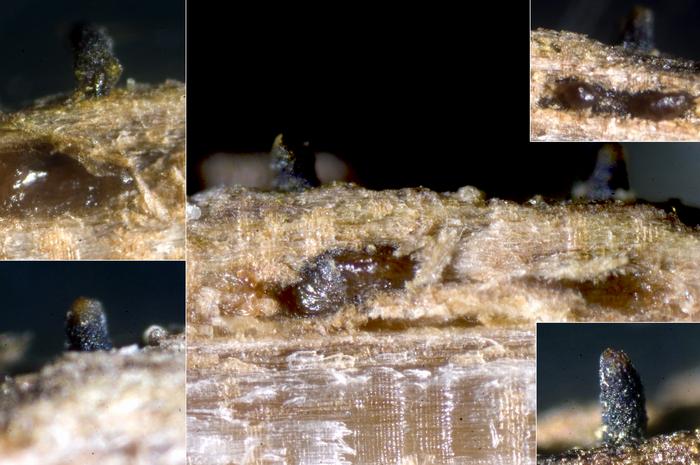 macrostoma