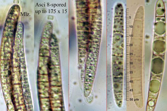 macrostoma