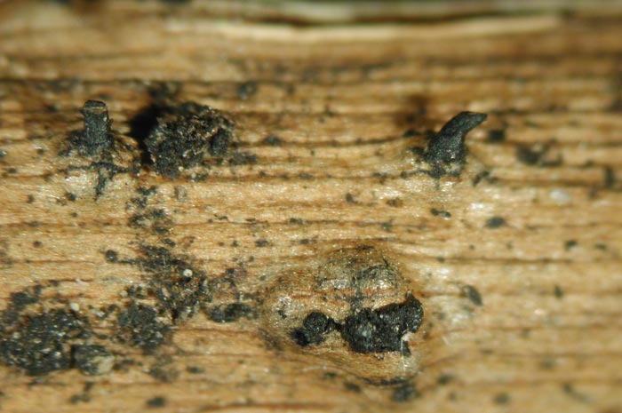 macrostoma