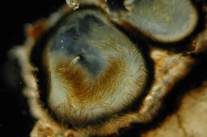 macrostoma