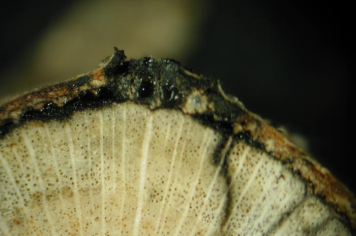 macrostoma
