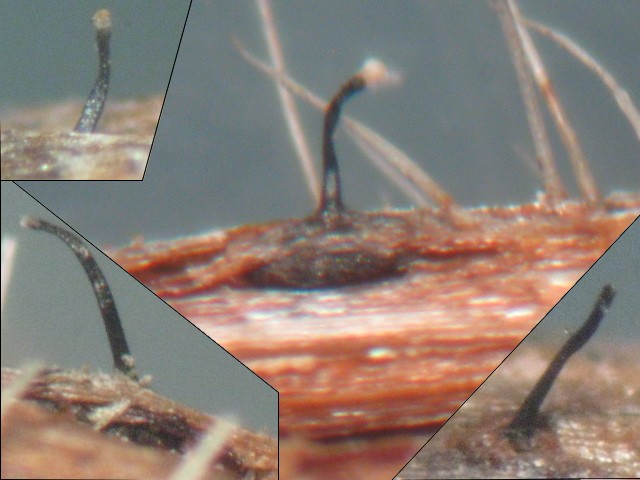 macrostoma