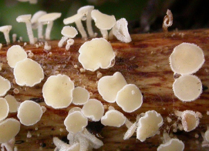 macrostoma