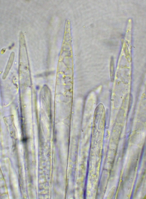 macrostoma
