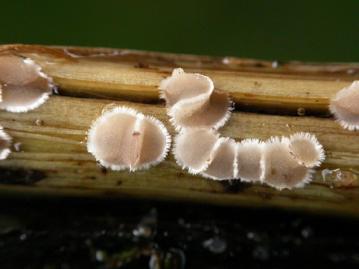 macrostoma