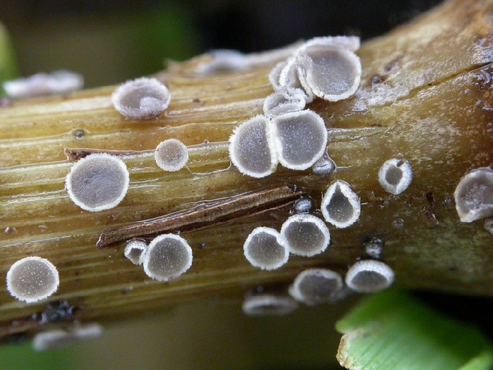macrostoma
