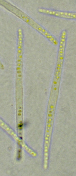 macrostoma