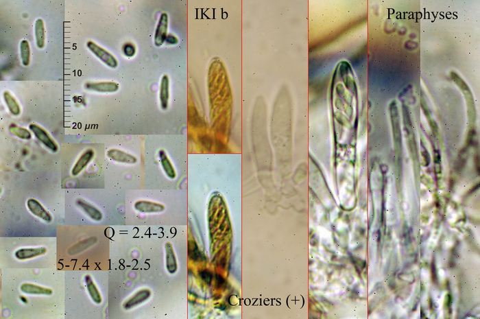 macrostoma