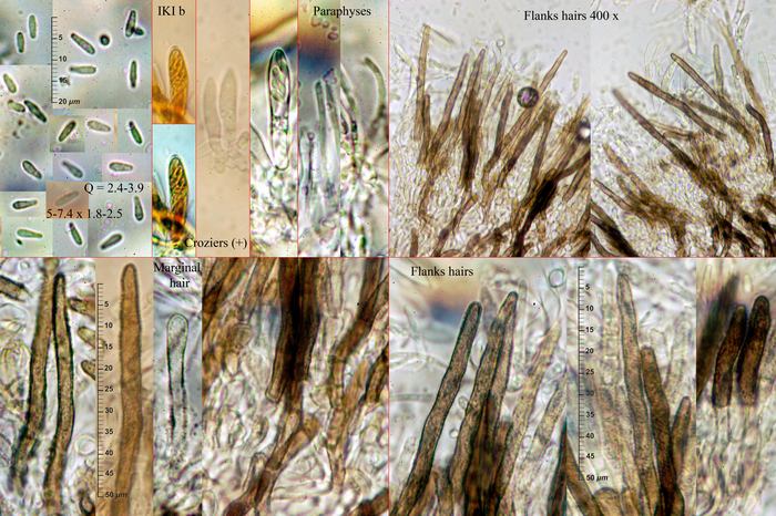 macrostoma