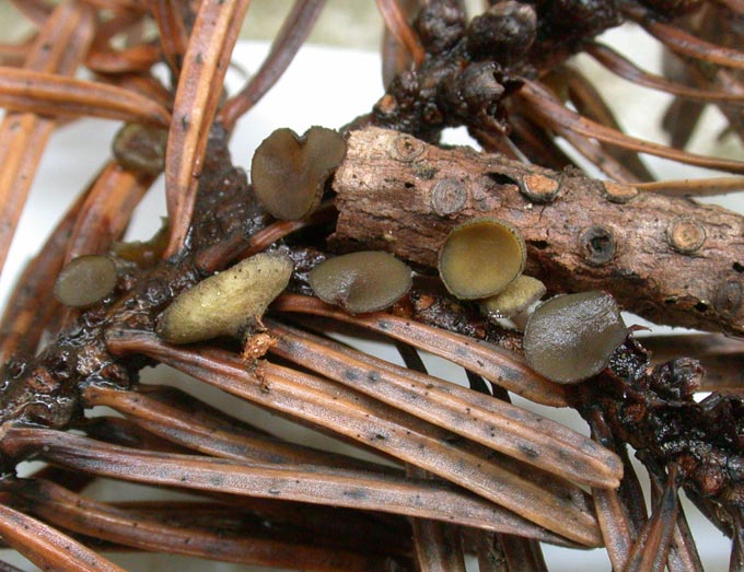 macrostoma
