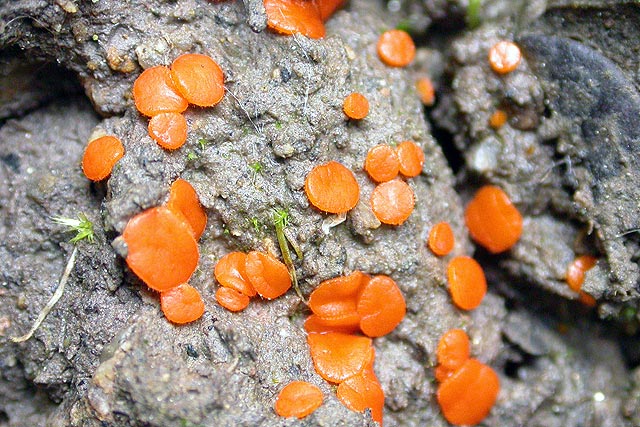 macrostoma