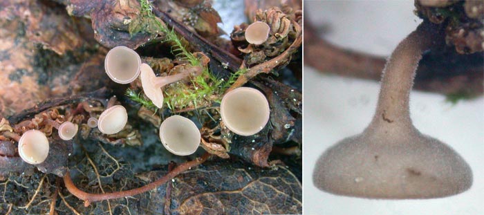 macrostoma