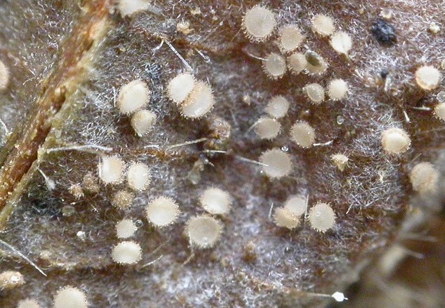 macrostoma