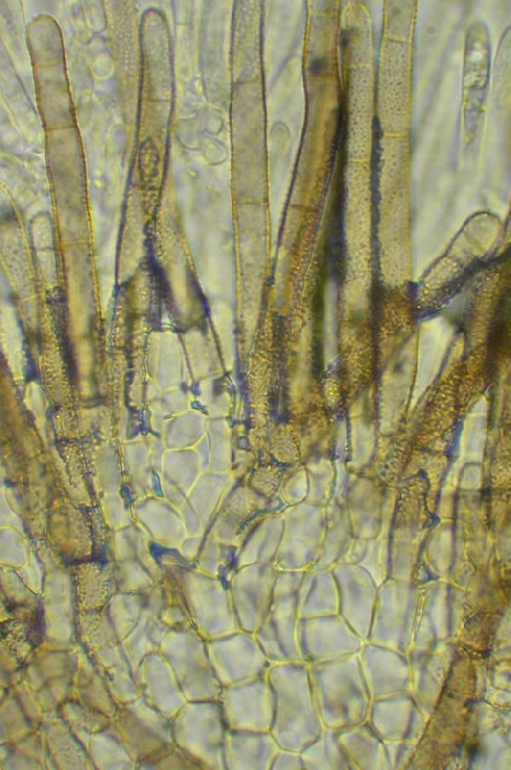 macrostoma