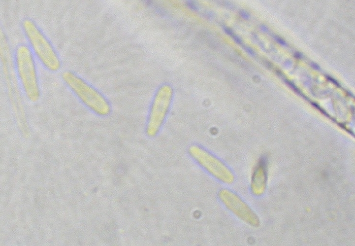 macrostoma