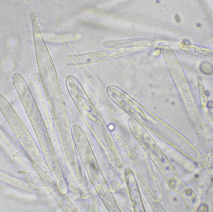 macrostoma