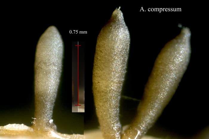macrostoma