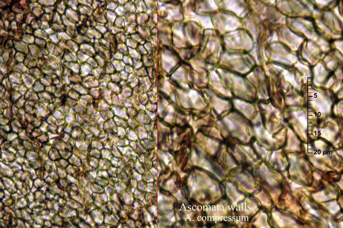 macrostoma