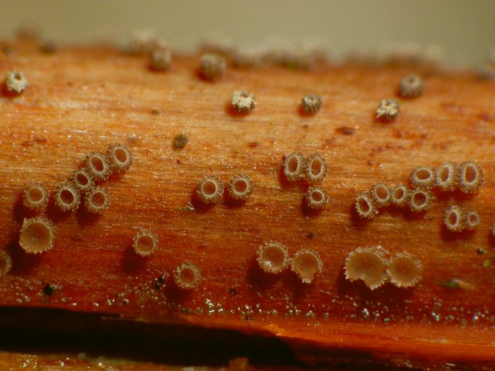 macrostoma