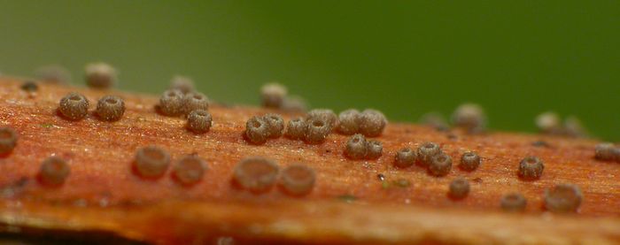 macrostoma