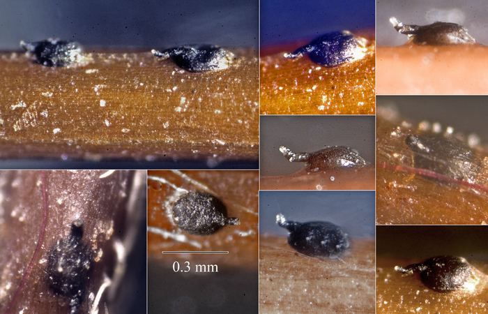 macrostoma