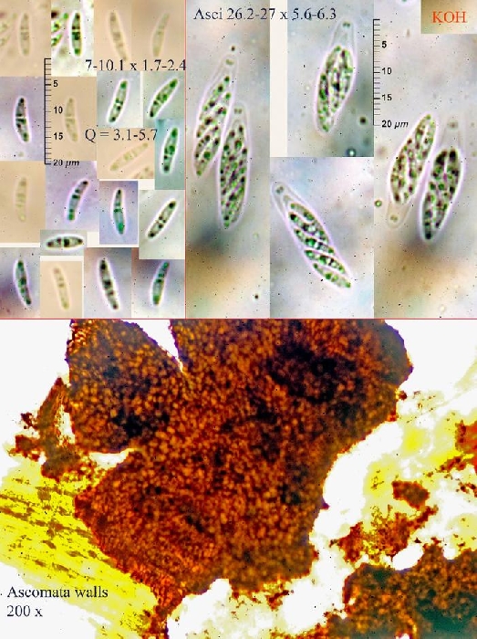 macrostoma