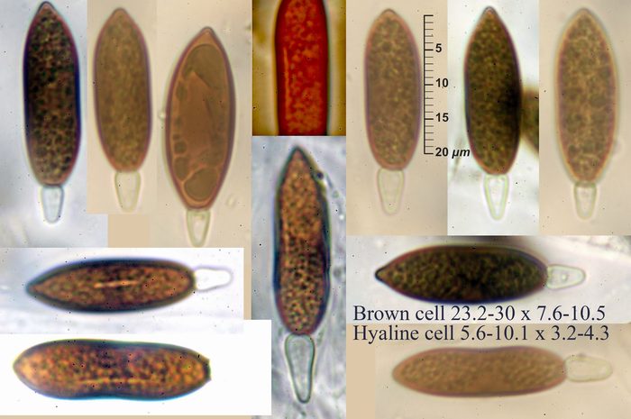 macrostoma